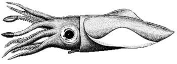 Extra&ntilde;o animal acu&aacute;tico fue encontrado en laguna de Santa Catalina (Bol&iacute;var)